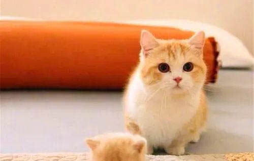 寂寞的猫咪有时会突然变得易怒