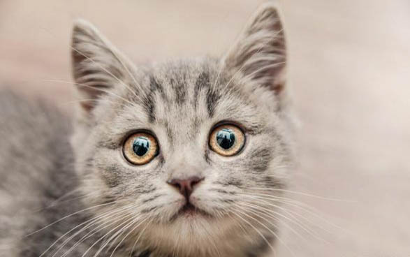 猫几个月能生育