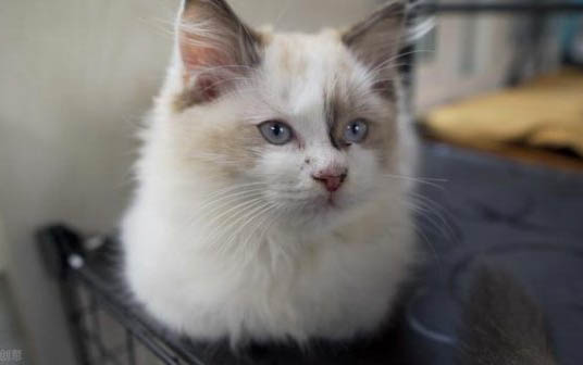 猫咪吃鸡心有什么好处