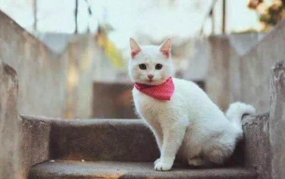 猫罐头开了不吃完可不可以?