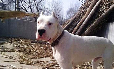 阿根廷杜高犬需要怎么教