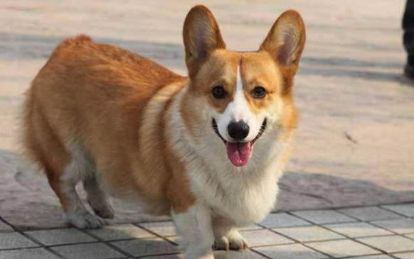 狗狗狂犬疫苗多少钱一针