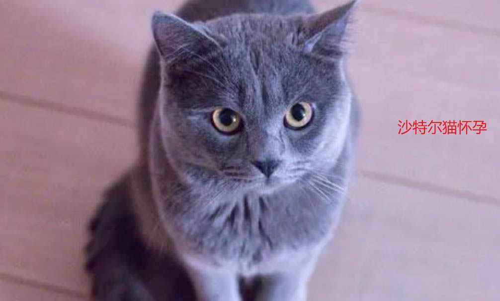 沙特尔猫肝炎怎么治疗