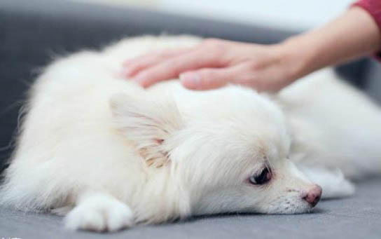 狗狗为什么不流口水了呢