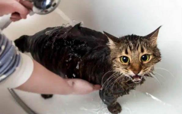 小猫多大才可以吃奶糕