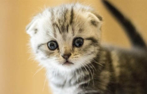 母猫闹猫去帮她缓解好吗