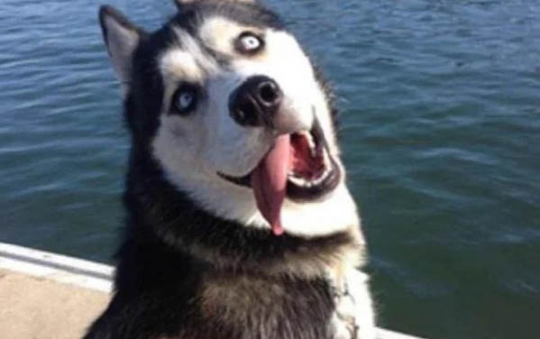 狗狗鼻子为什么出现癣呢