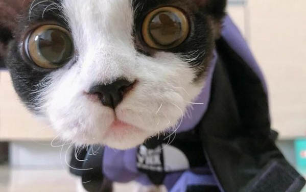 猫怀孕多久会孕吐?