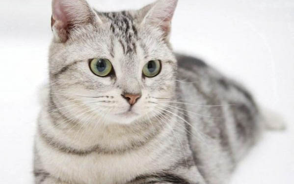 四个月的小猫怎么能辨别公母