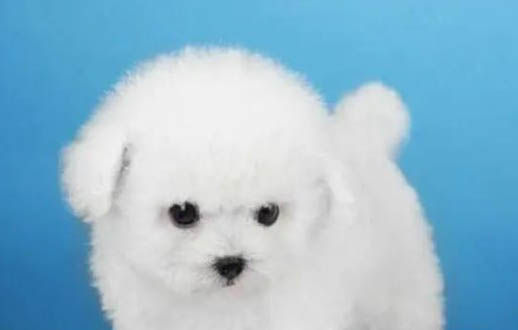 比熊毛为什么硬