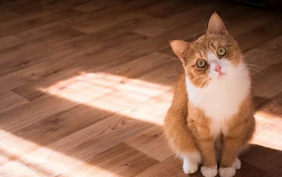 猫突然发出怪异的惨叫