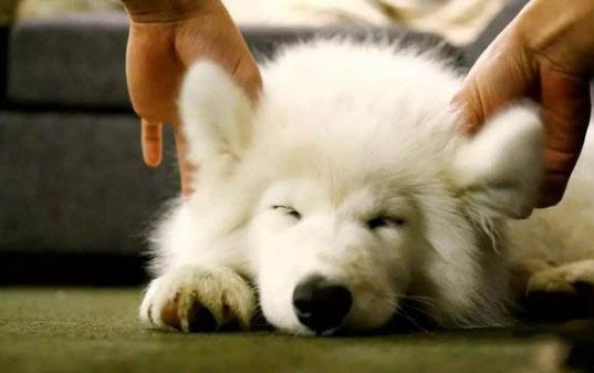 狗狗有狂犬病能活多久