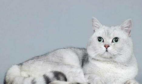 为什么会出现猫癣?