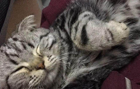 14斤猫粮够一只猫吃多久