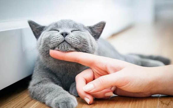 猫咪鼻子干有眼屎的原因及处理方法