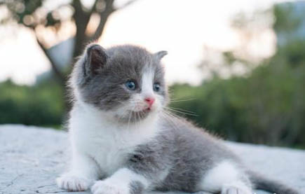 猫咪难产把小猫硬拽出来