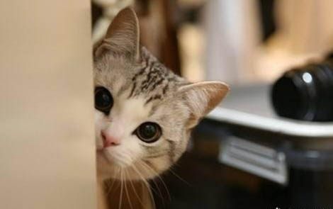 小猫刚到家一直叫要不要理它呢