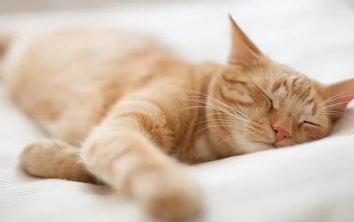 猫耳朵发热是发烧了吗怎么回事