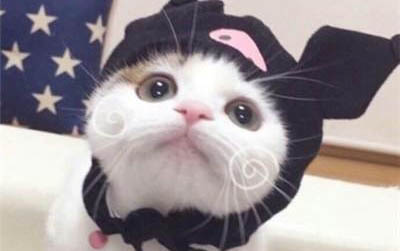 小猫发烧有什么症状表现吗