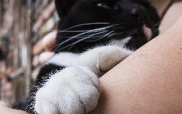 小猫假死最多持续多久