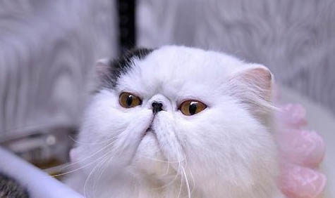 猫咪吐了黄水怎么回事