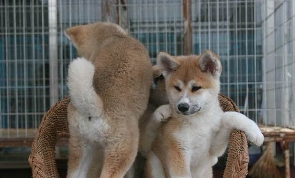 纯种秋田犬如何挑选