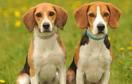 比格犬能长多大