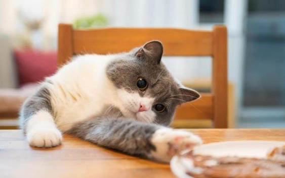 猫吐毛持续多久会好