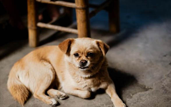 狗狗身上的皮炎是什么原因造成的?