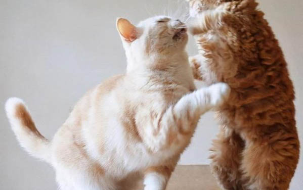 猫咪流口水不吃东西怎么办