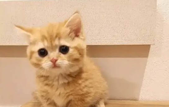 如何对付橘猫越打越凶