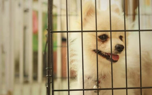 泰迪狗可不可以吃桃子