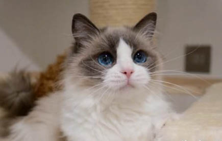猫咪长大后为什么不给抱了