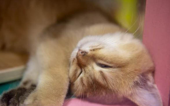 猫咪罐头哪个牌子好