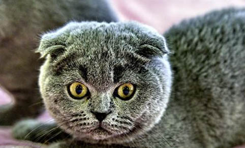 猫咪吐毛球正常吗为什么