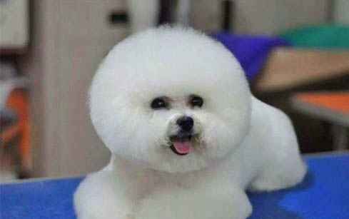 狗狗几个月换完牙