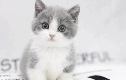 第一次养猫的注意事项