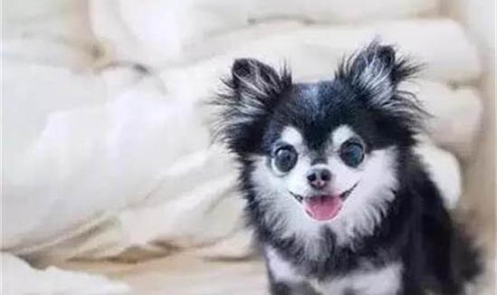 狗狗中暑能自愈吗