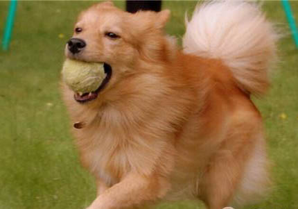 美国水猎犬的体重大约是多少