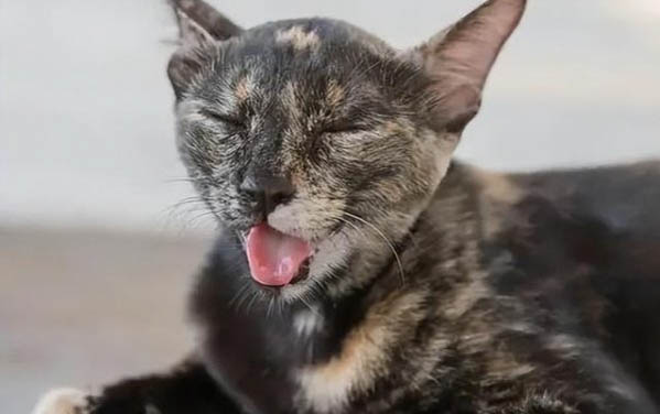猫细小症状初期症状