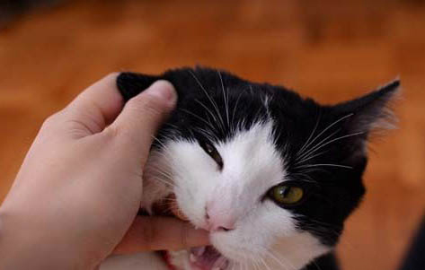 猫咪多大能绝育