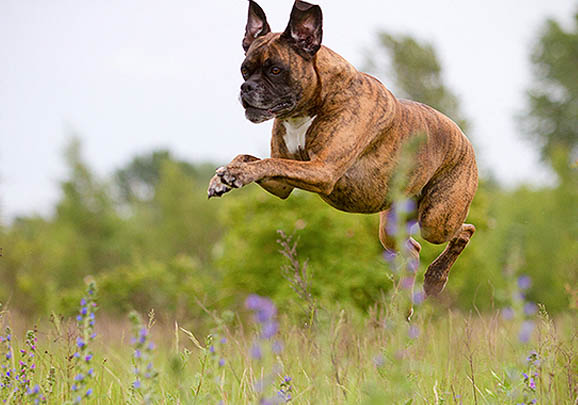 拳师犬多少钱一只