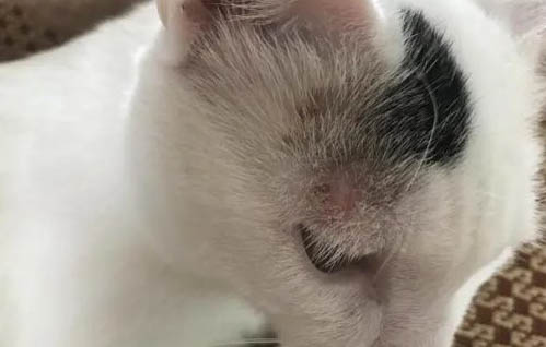 跟猫咪一起睡好不好?