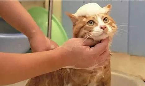 请问猫吃小鸡吗
