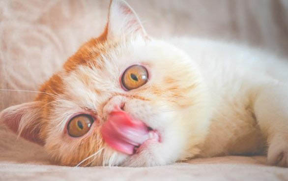 怎么把猫快速引出来