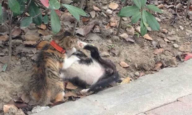 人可以帮猫解决生理需要吗
