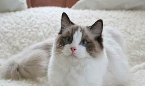 怎么挑选布偶猫幼崽