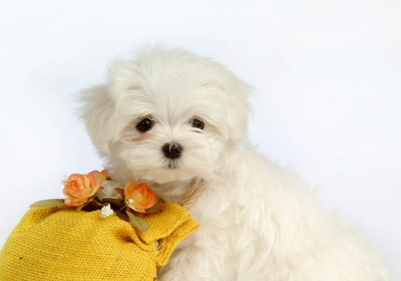 比熊犬好养吗?比熊犬的喂养方法