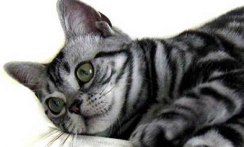 猫咪一直发出咕噜咕噜的声音