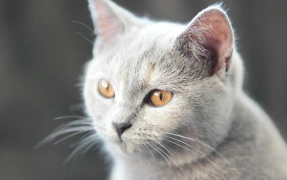 怎么让猫知道自己的名字